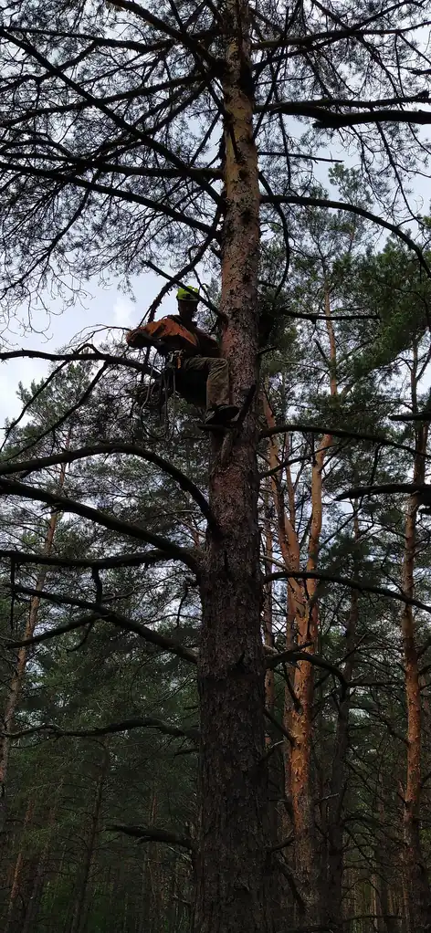 An arborist roped high in a tall pine pruning the branches