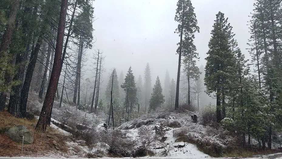 A foggy stand of tall pines in the El Dorado County high country