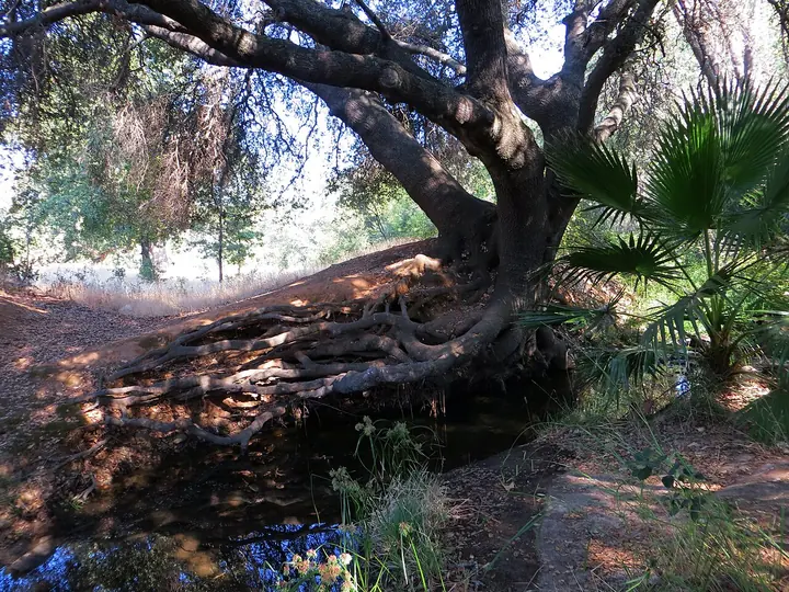 A large live oak with exposed roots over a creek in the foothills