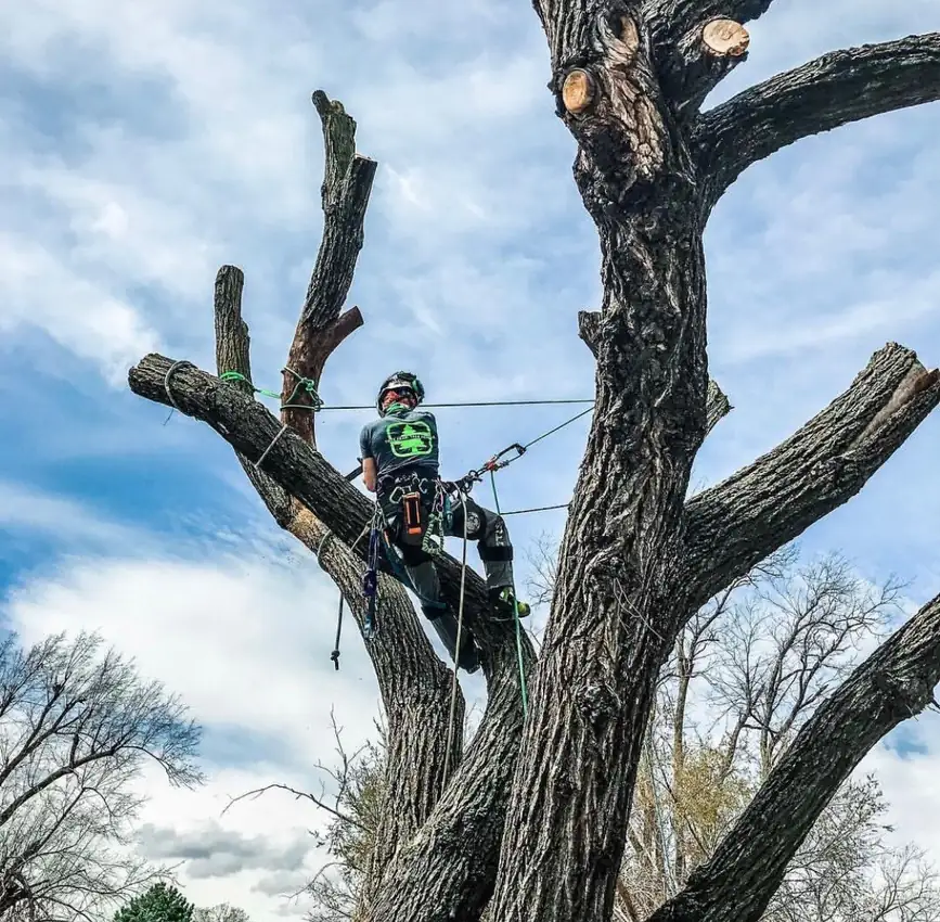 A roped arborist high in a large tree cutting it back in sections