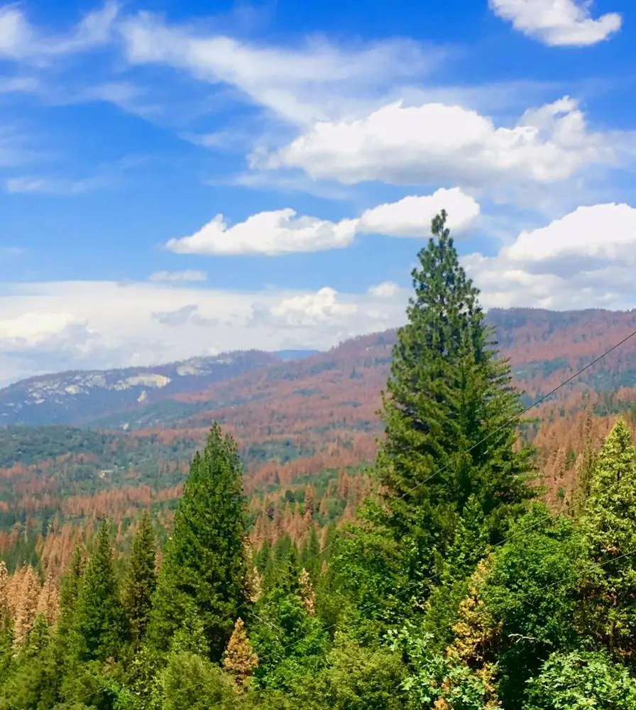 A Sierra Nevada hillside of rust colored pines killed by bark beetles